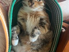-纳吉亚猫专科动物医院博雅分院