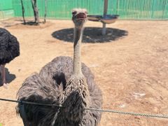 -西霞口神雕山野生动物世界