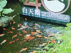 景观位-白天鹅宾馆-宏图府餐厅