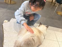 -飞行喵MR PILOT|猫舍·猫咖(静安大融城店)
