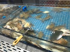 水产区-半岛听涛蒸汽海鲜自助(K11店)