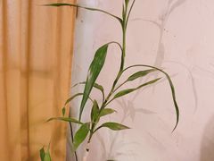 -春庄咖啡SpringHues(钟楼小区店)
