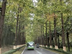 -黄海国家森林公园