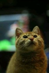 猫猫很安静-汉刺青TATTOO STUDIO