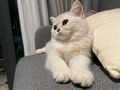 -lincat·猫舍(广州店)