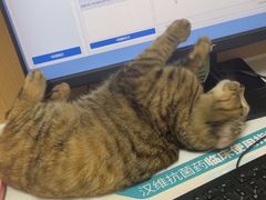 -瑞派康怡24h宠物医院·犬猫医疗中心·微创绝育(瑞景分院)