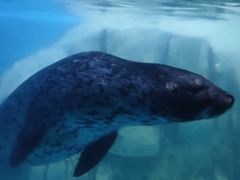 -多彩贵州城极地海洋世界