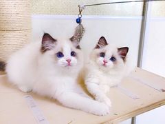 -Bastet sally猫舍购宠(静安店)