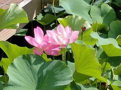 -大望京公园