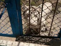-哈尔滨北方森林动物园
