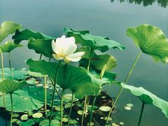 -东郊湿地公园