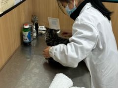 -米苏动物医院·犬猫专科·骨科外科内窥镜