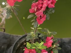 -乖乖佳花园山庄·私房菜(阿哈湖公园店)