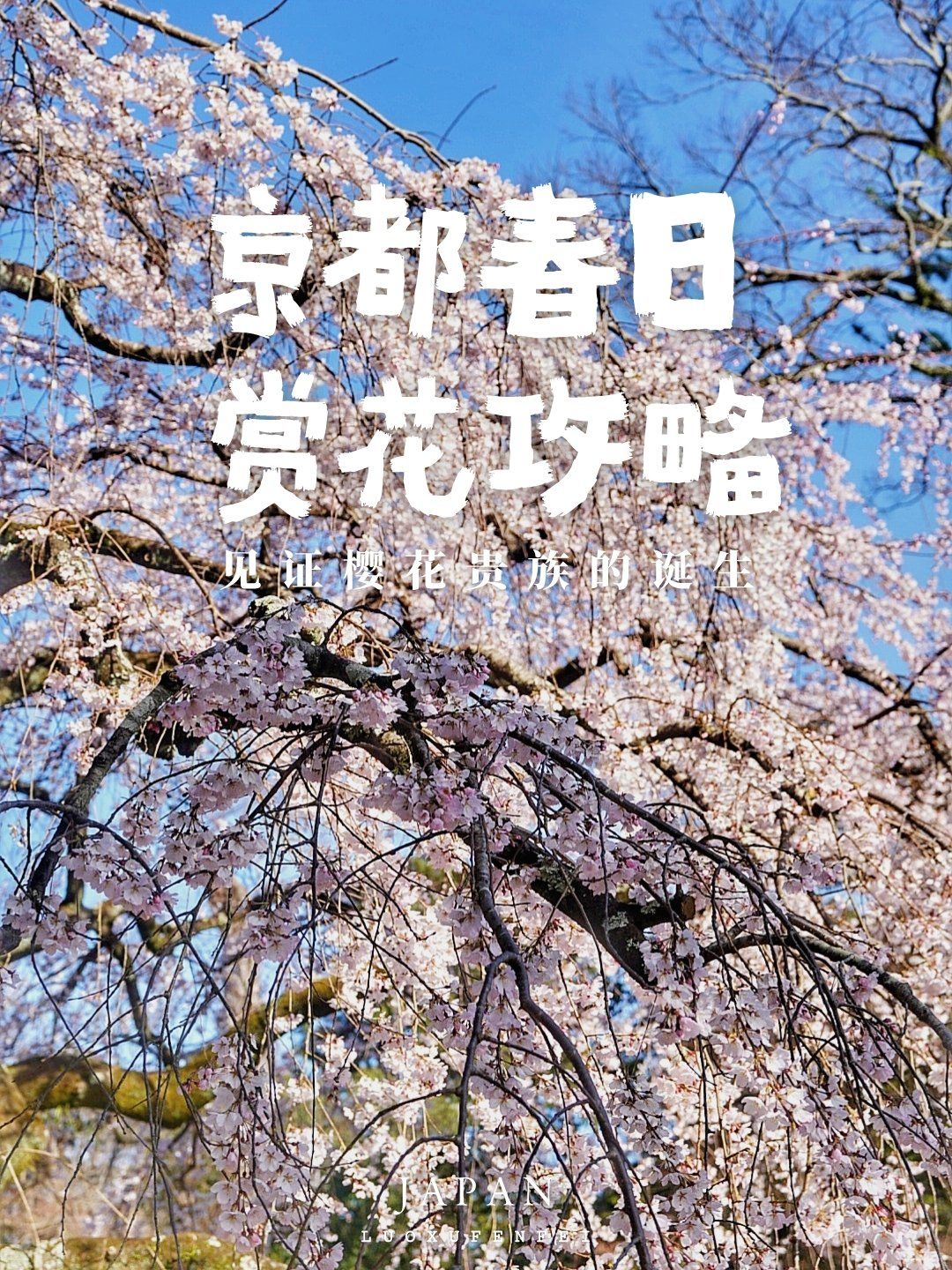 日本京都春日赏花攻略!见证樱花贵族的诞生
