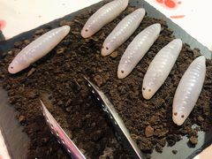 -杭州龙禧福朋喜来登酒店