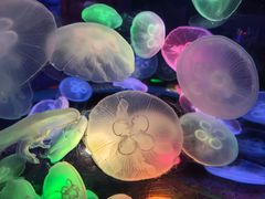 -太平洋海底世界