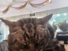 -平行世界·猫咖(首经贸店)