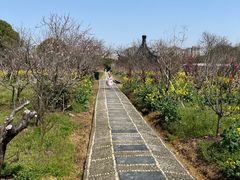 -南汇桃花村