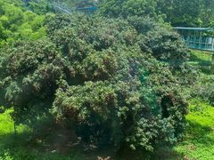 -深圳野生动物园