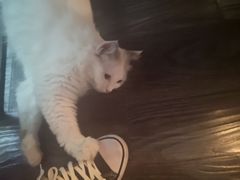 -吉丁鸟咖·异宠·寄养