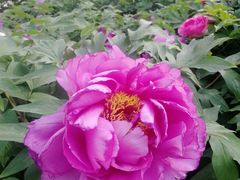 -莲花池公园
