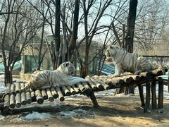 -北京野生动物园