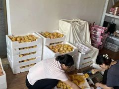 -南汇新场正宗水蜜桃采摘