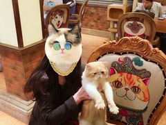 -more than meow吴止猫主题餐厅(承德 中船汇店)