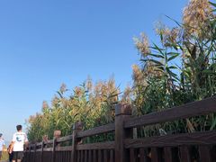 -芒洲湿地公园
