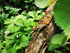 -素山寺森林公园