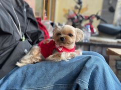 -小龍鳳餐室(番禺路店)