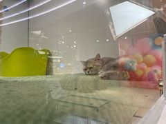 -1013 PET SHOP精品宠物商店(丁香店)