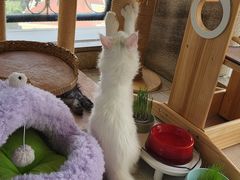 -十年猫舍·猫咪专门店(普陀店)