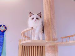 -猫十亿·布偶金渐层·曼基康矮脚猫舍(青年路店)