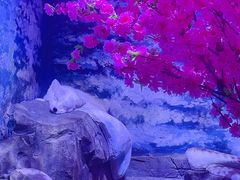 -上海海昌海洋公园