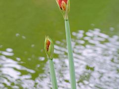 -深圳市中科院仙湖植物园