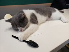 -飞行喵MR PILOT|猫舍·猫咖(静安大融城店)