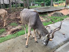 -清迈夜间动物园