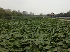 -前关湿地公园