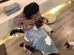 -浣熊柯尔鸭土拨鼠·电玩咖