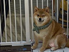 -逗柴咖啡屋·狗咖猫咖宠物桌游
