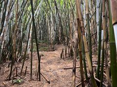 -火炉山森林公园