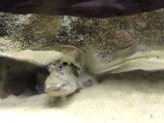 -悉尼海洋生物水族馆