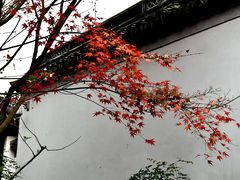 -秋霞圃