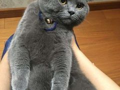 -lincat·猫舍(广州店)