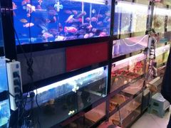 -保定市花鸟鱼虫市场