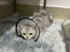 -创凡宠物医院·骨专科  猫科中心(西乡分院)