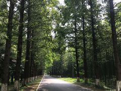 -黄海国家森林公园