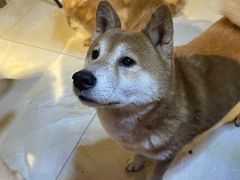 -萌喵宠狗爱心宠咖