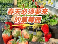 -大自然农场蔬菜草莓采摘园